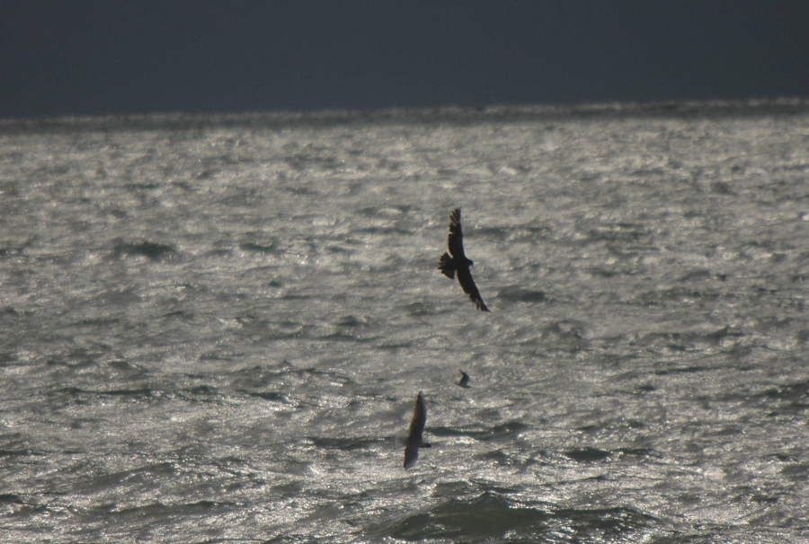 Parasitic Jaeger