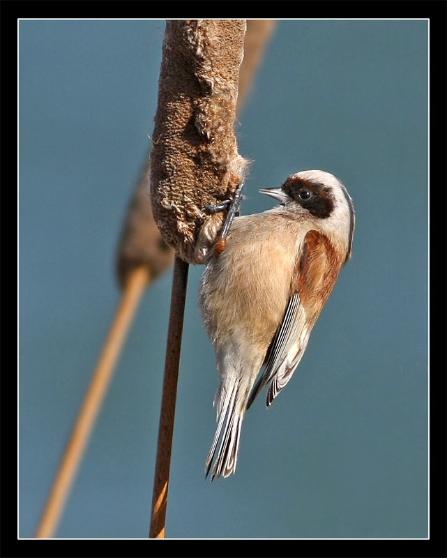 Eurasian Penduline Tit