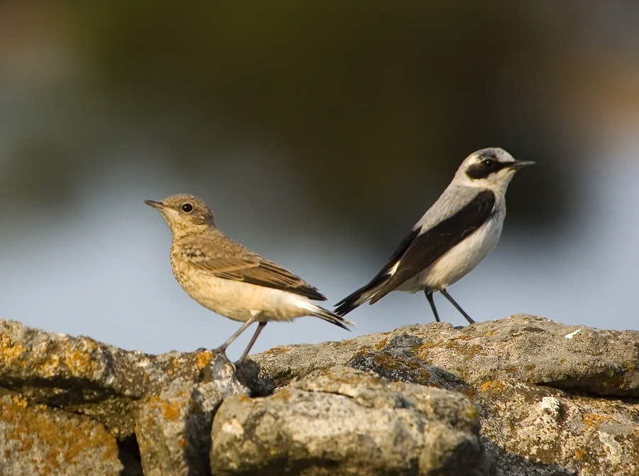 Northern Wheatear