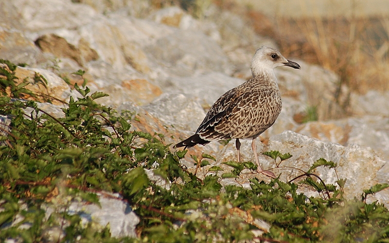 Yellow-legged Gull