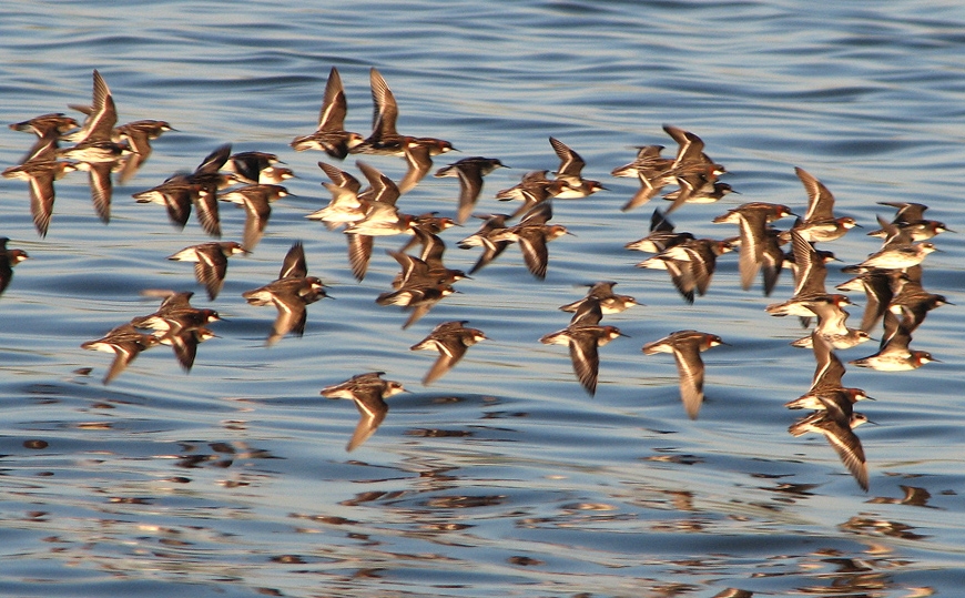 Red-necked Phalarope