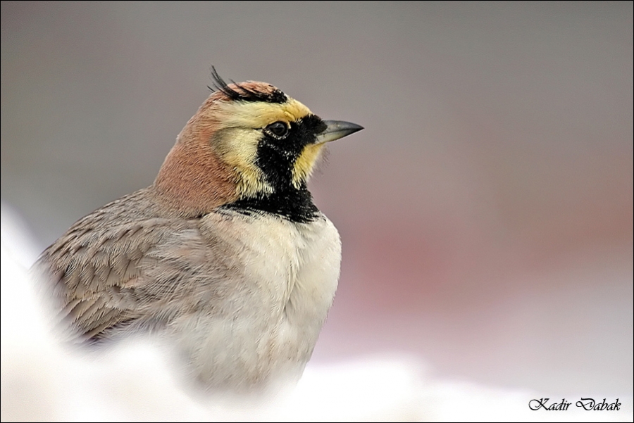 Horned Lark