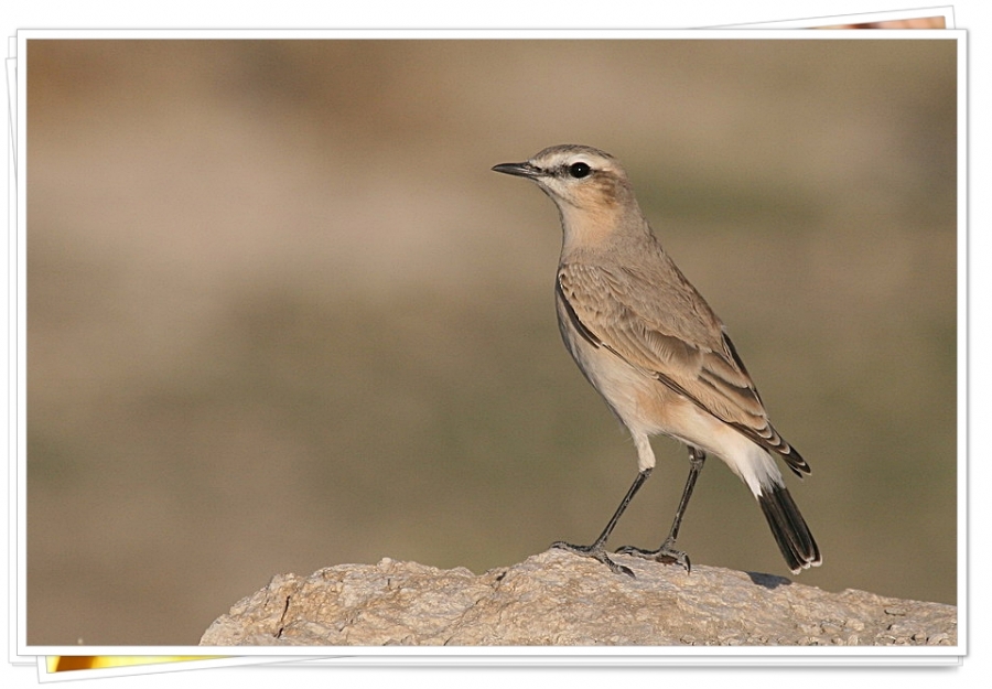 Isabelline Wheatear