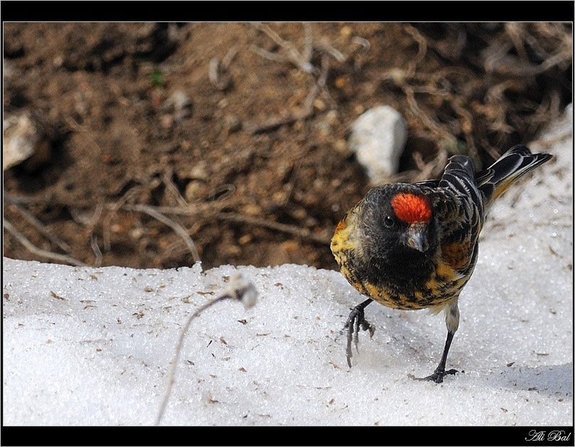 Red-fronted Serin