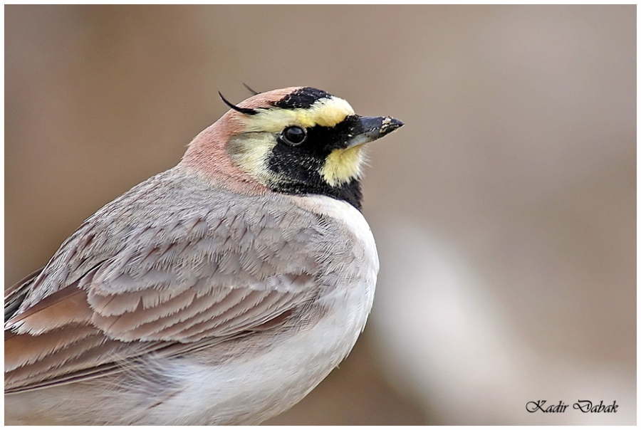 Horned Lark
