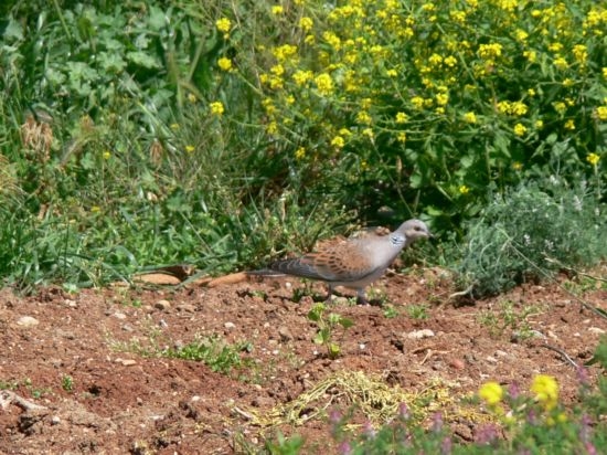 European Turtle Dove
