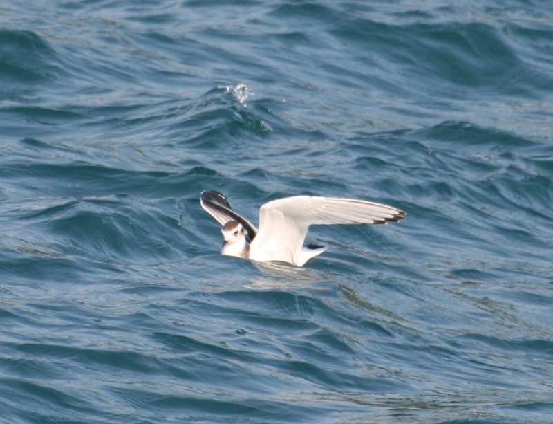 Little Gull