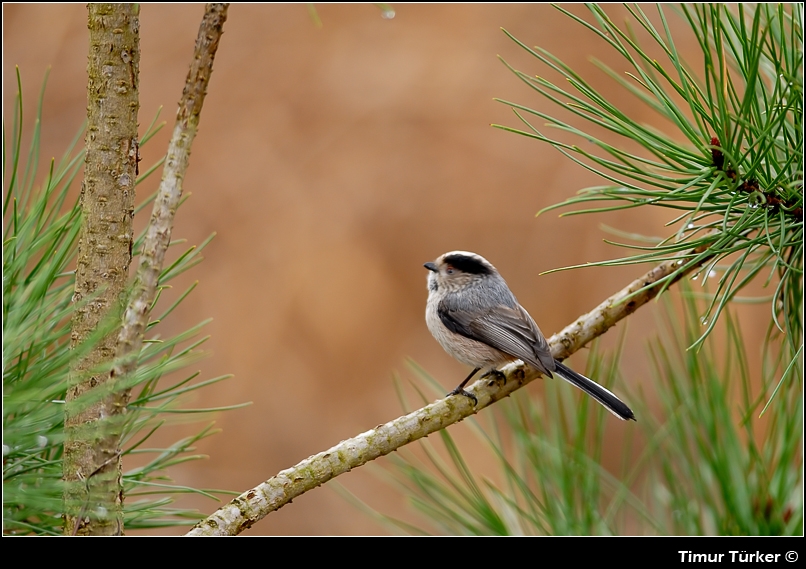 Long-tailed Tit