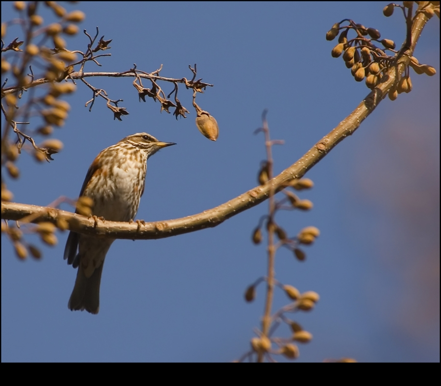Redwing