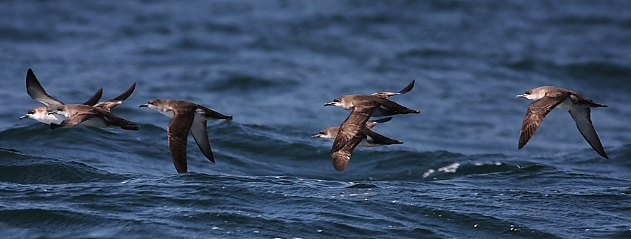 Yelkouan Shearwater