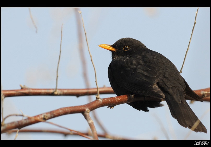 Common Blackbird