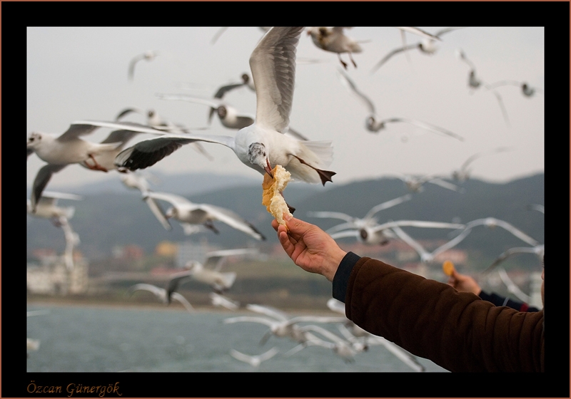 Black-headed Gull