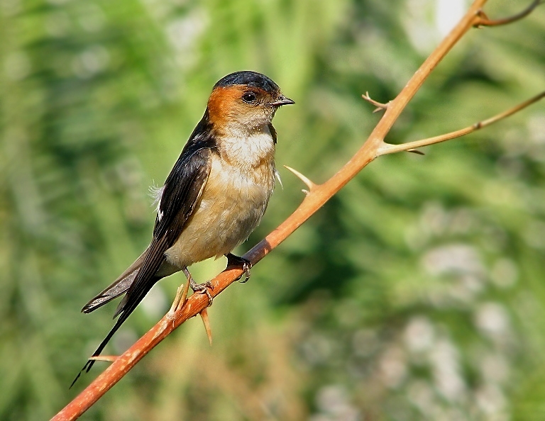 European Red-rumped Swallow