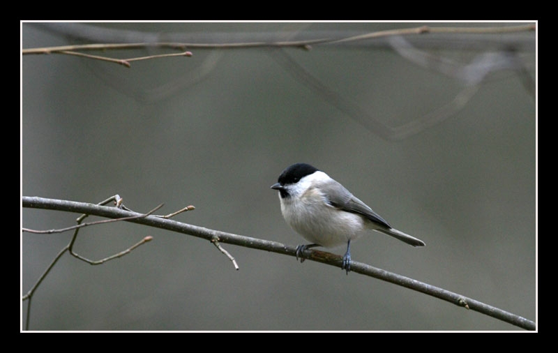 Marsh Tit