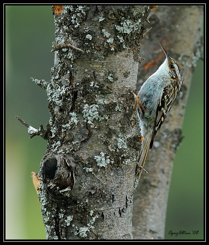 Eurasian Treecreeper