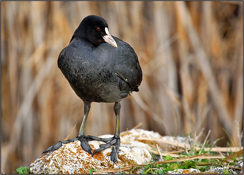 Eurasian Coot
