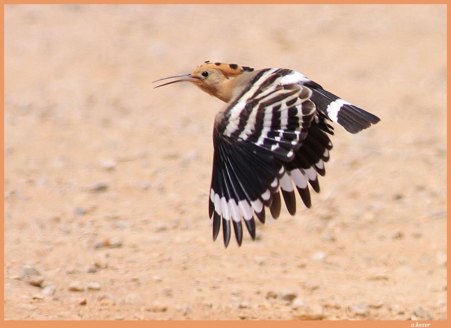 Common Hoopoe