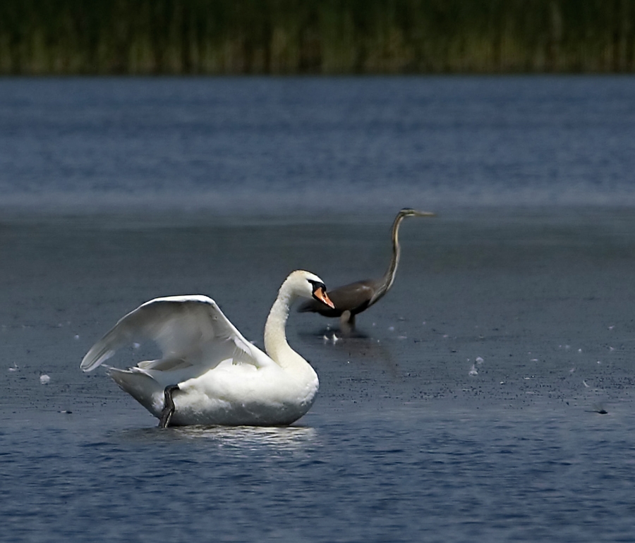 Mute Swan