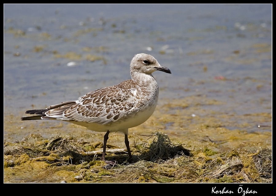 Mediterranean Gull
