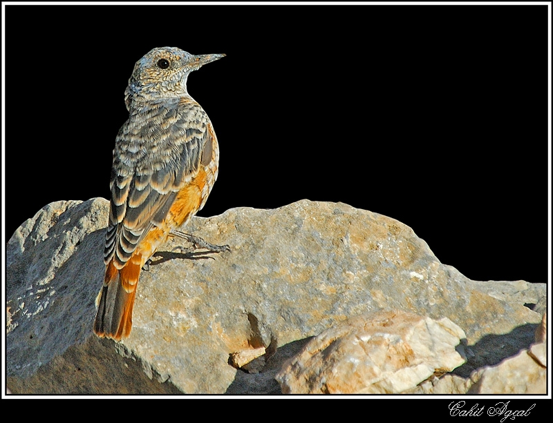 Common Rock Thrush