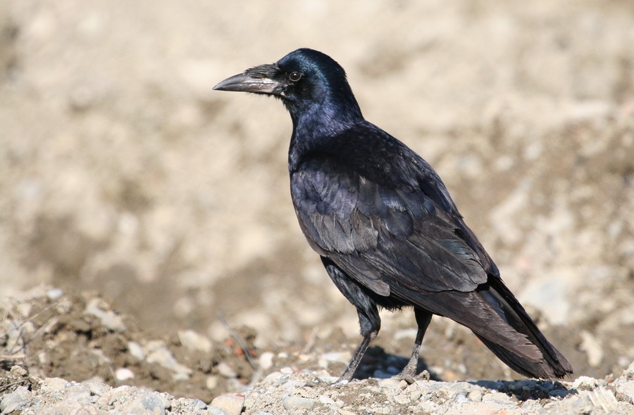 Rook