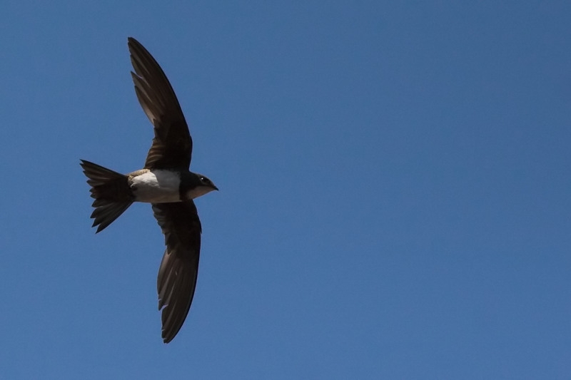 Alpine Swift