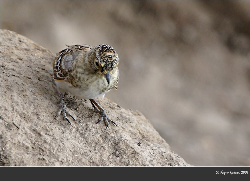 Horned Lark