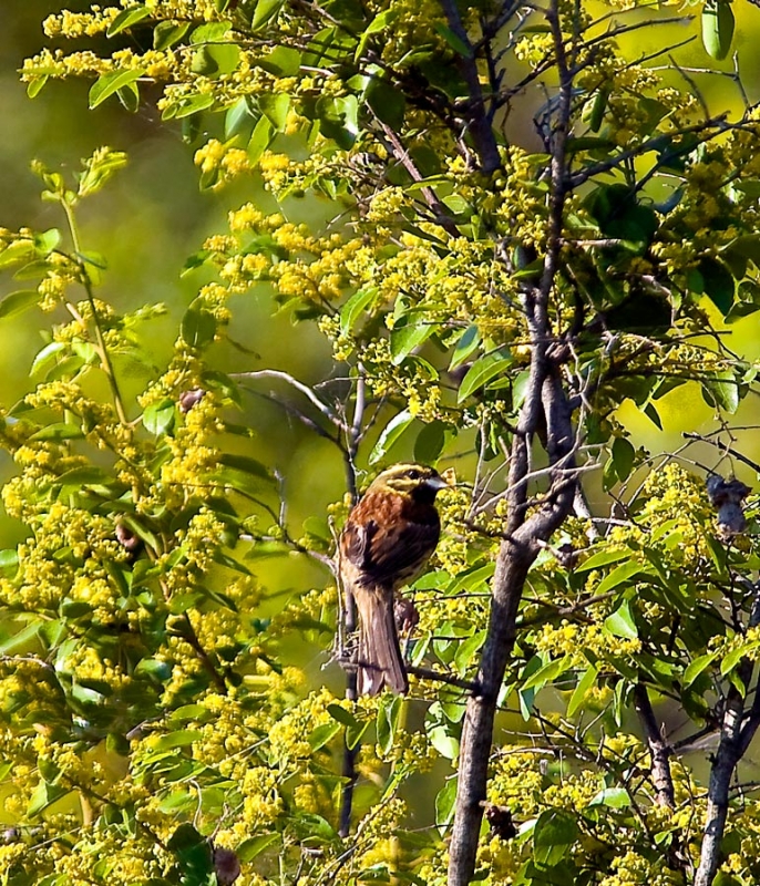 Cirl Bunting