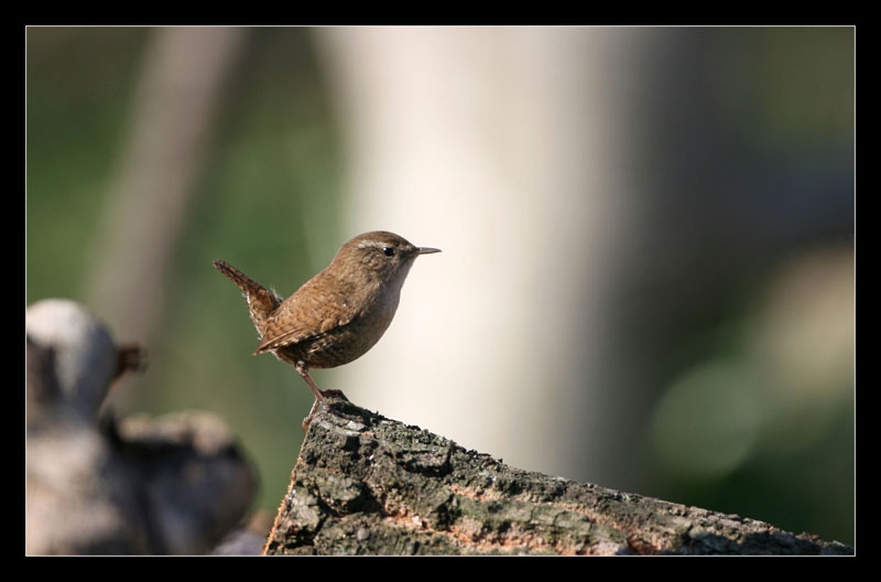 Eurasian Wren