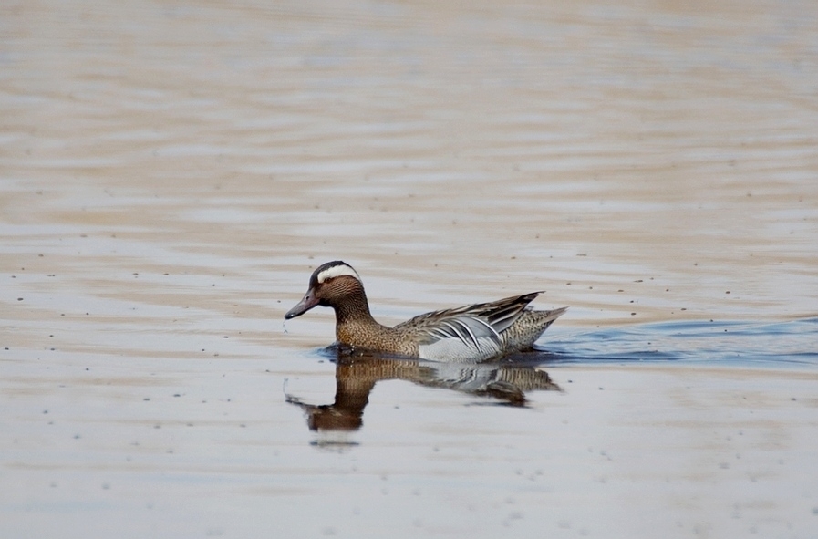 Garganey