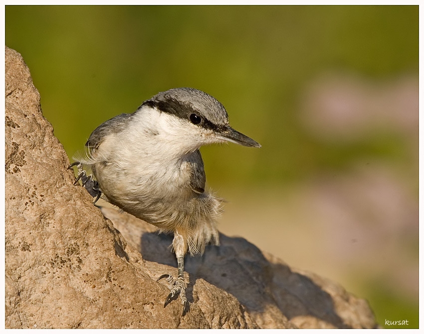 Western Rock Nuthatch