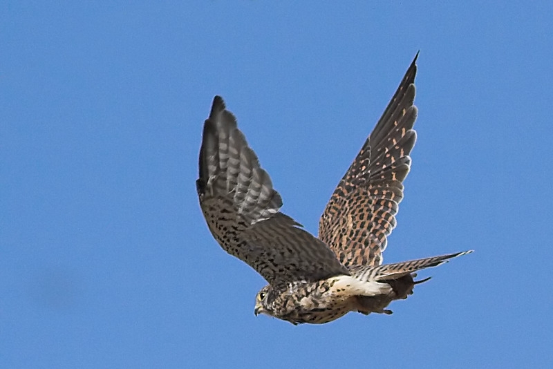 Common Kestrel