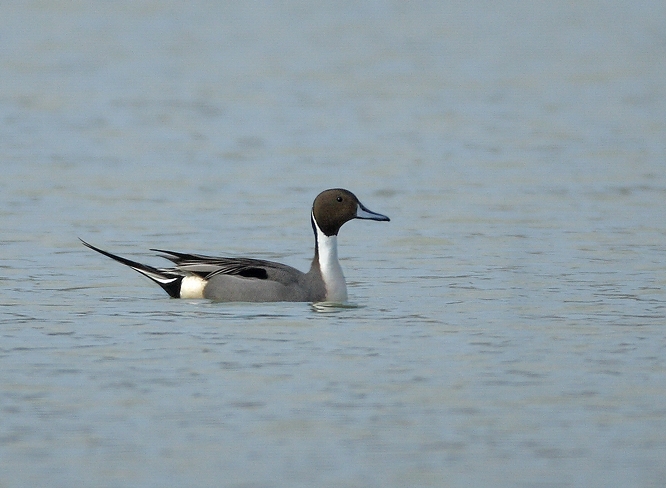 Northern Pintail