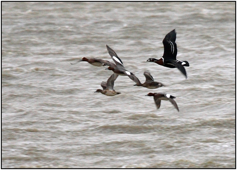 Red-breasted Goose