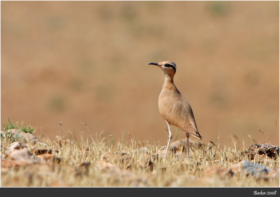 Cream-colored Courser