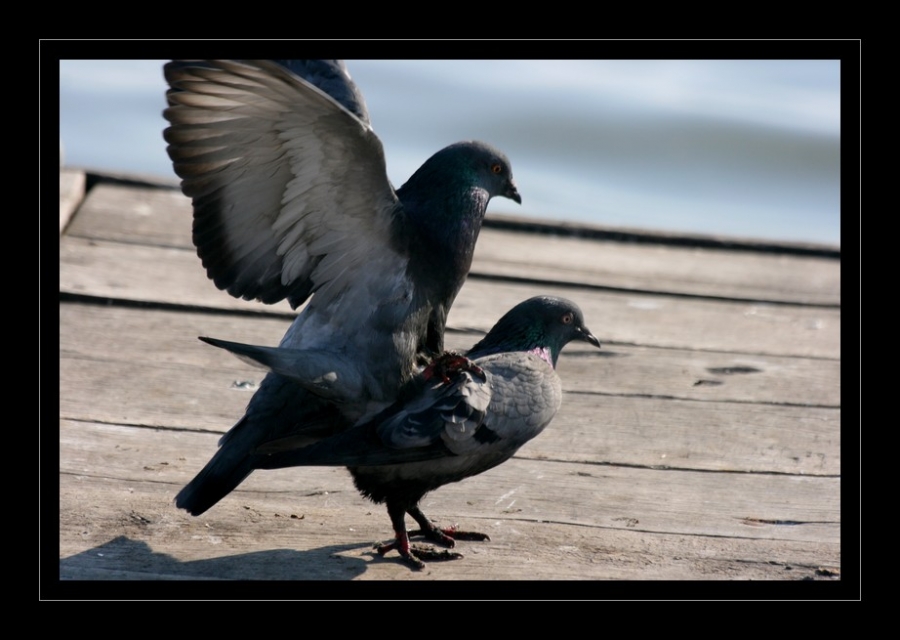 Rock Dove