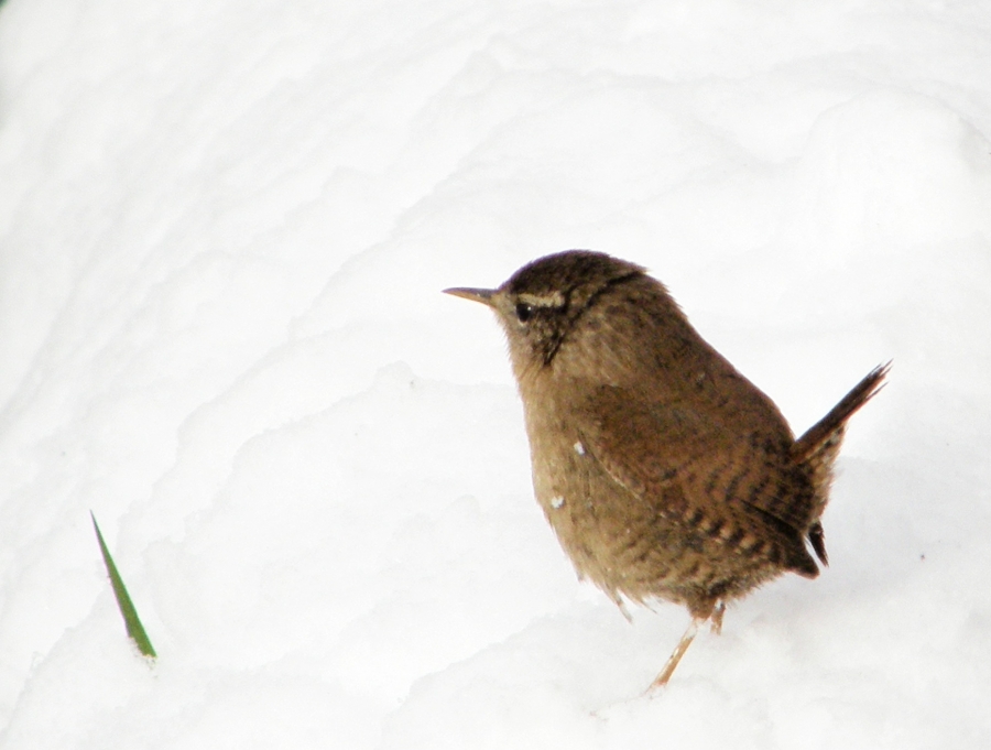 Eurasian Wren