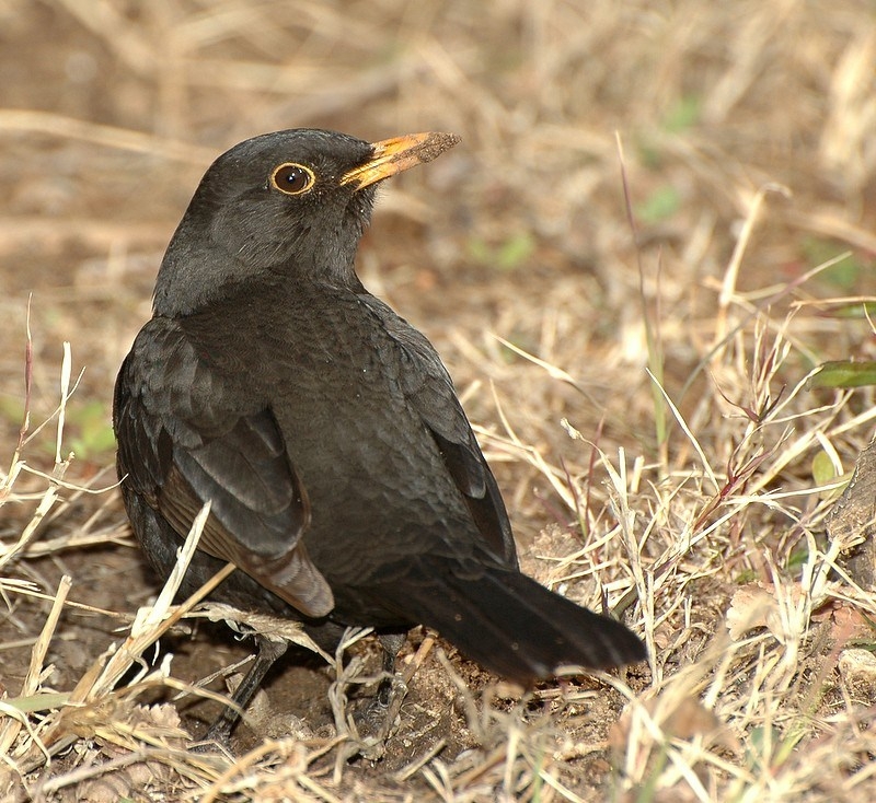Common Blackbird