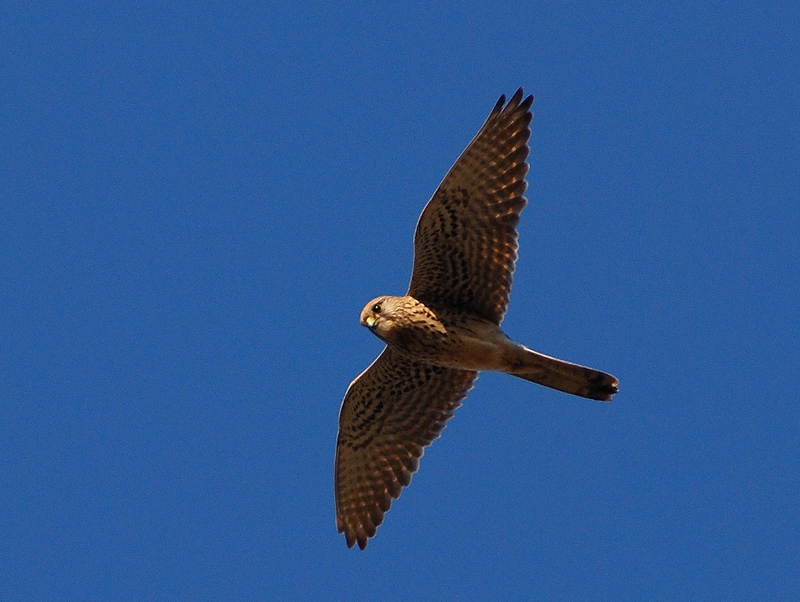 Common Kestrel