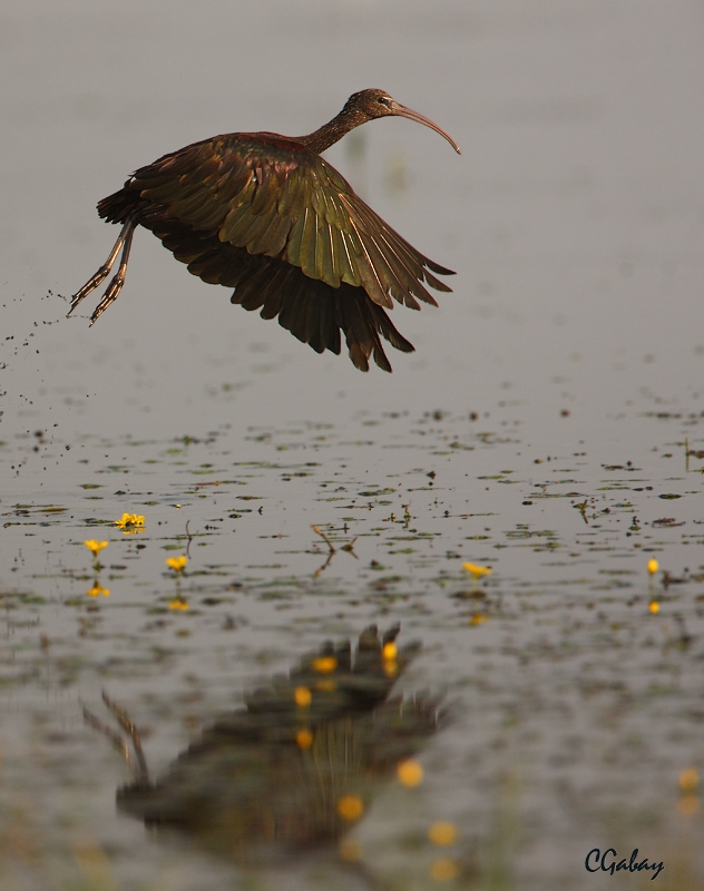 Glossy Ibis