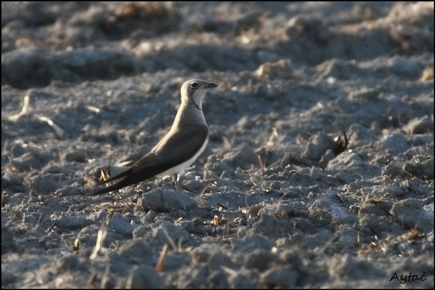 Collared Pratincole