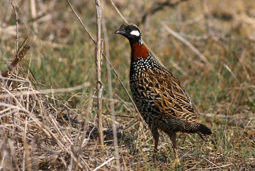 Black Francolin