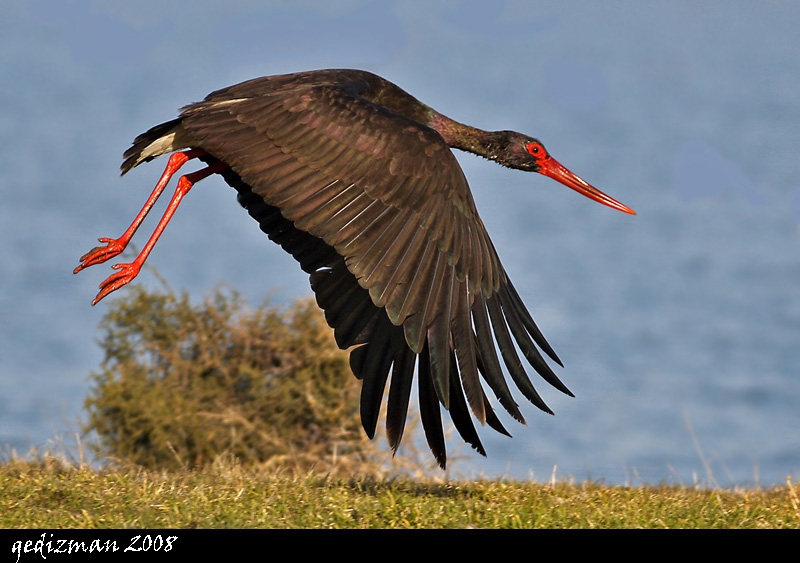 Black Stork