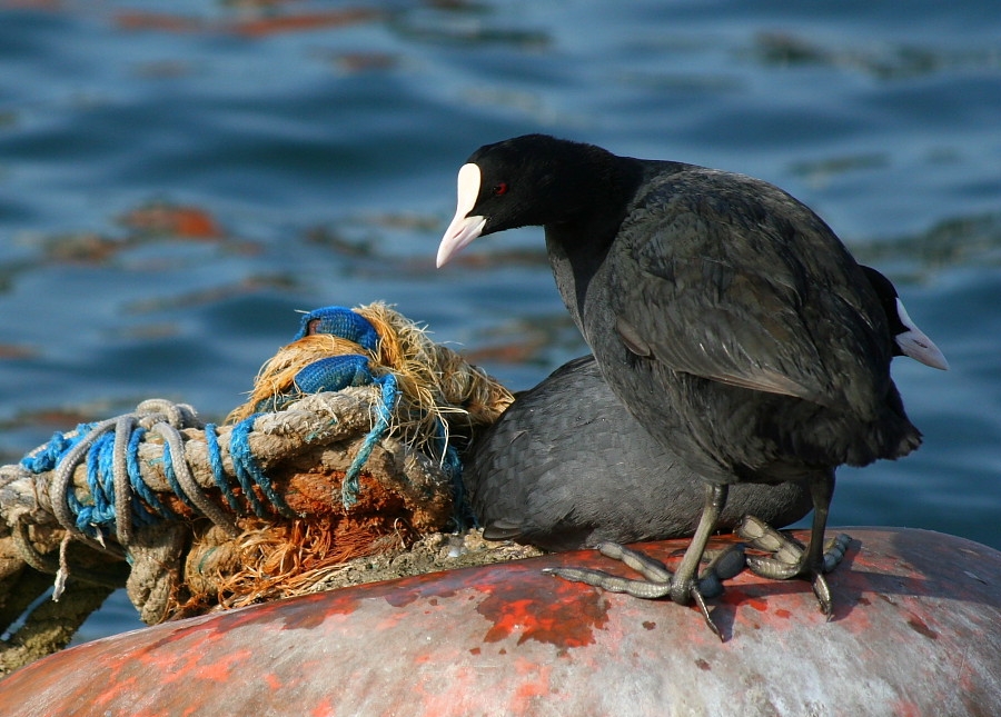 Eurasian Coot