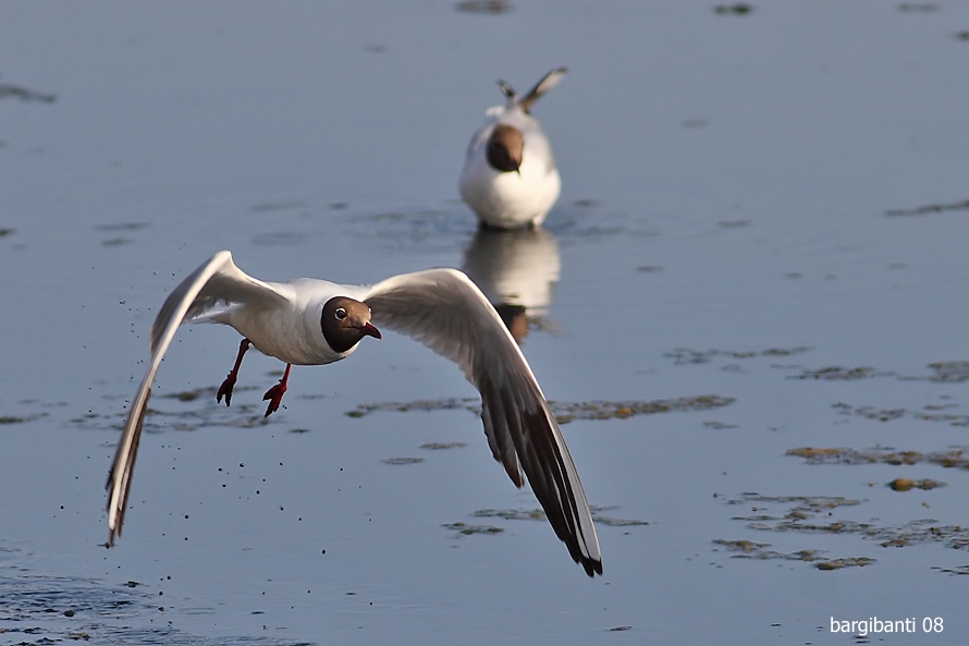 Black-headed Gull