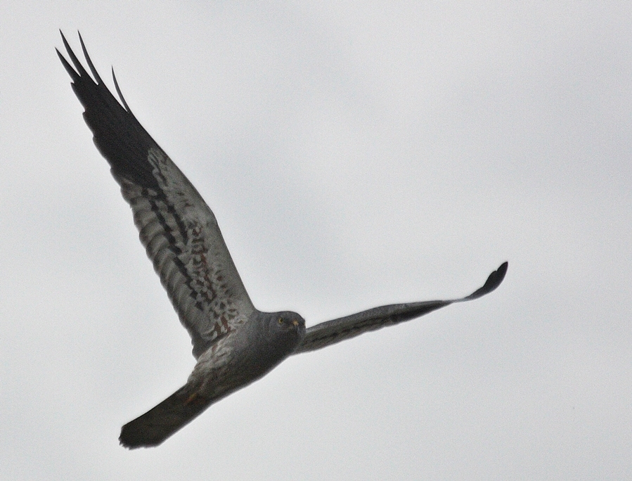 Montagu`s Harrier