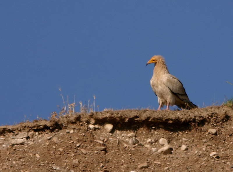 Egyptian Vulture