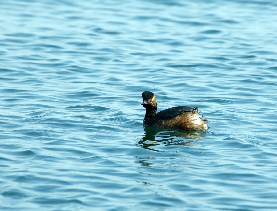 Black-necked Grebe
