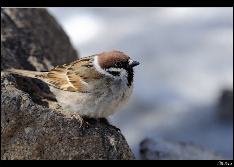 Eurasian Tree Sparrow