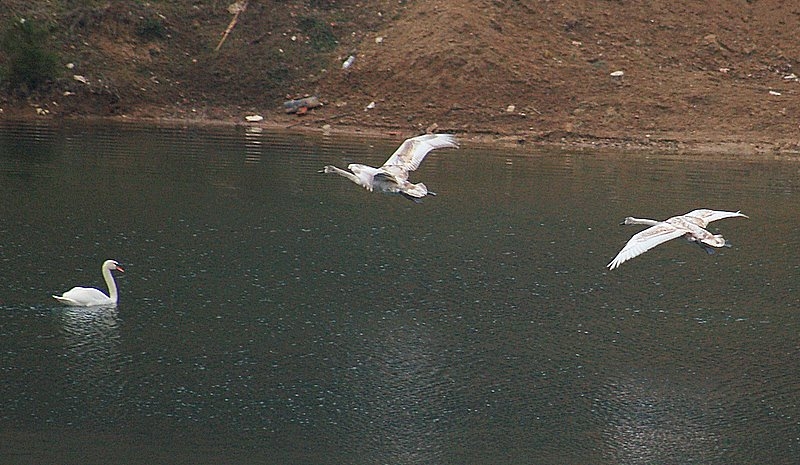 Mute Swan